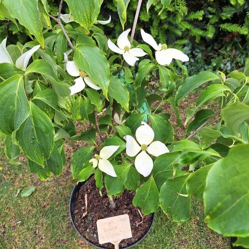 Cornus kousa 'Galilean', Tuin en Terras, Planten | Tuinplanten, Overige soorten, Volle zon, Ophalen