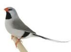 split voor grijze spitsstaartamadines losse vogels, Dieren en Toebehoren, Meerdere dieren, Tropenvogel