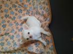 Hallo ik ben een teefje van 10 weken  en mag verhuizen, Dieren en Toebehoren, Honden | Chihuahua's en Gezelschapshonden, 8 tot 15 weken