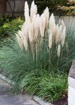 Pampasgras, Tuin en Terras, Planten | Tuinplanten, Ophalen, Vaste plant, Siergrassen, Halfschaduw