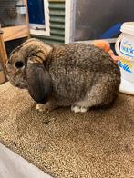 Mooie nhd te koop, Dieren en Toebehoren, Konijnen, Mannelijk, Dwerg, Hangoor, 0 tot 2 jaar