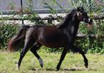 Twee prachtige Welsh sectie A jaarling merries, Merrie, 0 tot 2 jaar, B pony (1.17m tot 1.27m), Onbeleerd