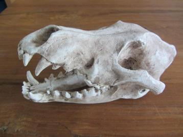 Schedel Ornament voor Aquarium beschikbaar voor biedingen