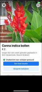 Bloembollen Canna indica, Tuin en Terras, Bloembollen en Zaden, Ophalen of Verzenden, Volle zon