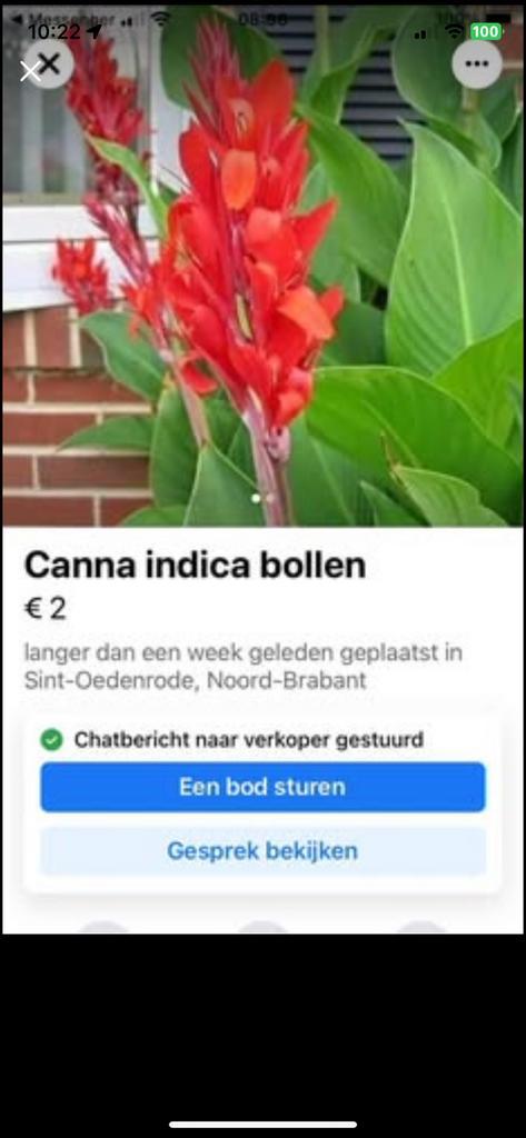 Bloembollen Canna indica, Tuin en Terras, Bloembollen en Zaden, Volle zon, Ophalen of Verzenden