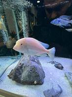 Malawi vissen, Dieren en Toebehoren, Vis