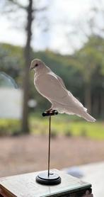 Opgezette witte duif, vogel, taxidermy, preparaat, Ophalen of Verzenden, Zo goed als nieuw, Insect, Opgezet dier