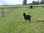 Gezocht black and tan dwergBok, Dieren en Toebehoren, Schapen, Geiten en Varkens, Mannelijk, Geit