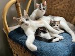 2 lieve speelse kittens zoeken nieuw baasje, Dieren en Toebehoren, Katten en Kittens | Overige Katten, Meerdere dieren, Kortharig