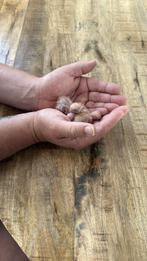 Agapornis geel roodkop, Geslacht onbekend, Dwergpapegaai of Agapornis