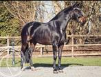 Te koop onze top dressuur E pony., Dieren en Toebehoren, Paarden, Merrie, Recreatiepaard