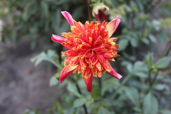 Dahlia Octopus Sparkle, Tuin en Terras, Bloembollen en Zaden, Knol, Volle zon, Ophalen of Verzenden
