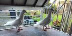 2 Jonge duiven, Meerdere dieren, Postduif