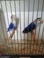 7 koppels agapornissen ficheri, Dieren en Toebehoren, Vogels | Parkieten en Papegaaien, Meerdere dieren, Dwergpapegaai of Agapornis