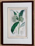 Ingelijste gravure Zijdeplant (Asclepias Douglasii), Ophalen of Verzenden