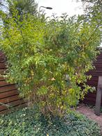 Gratis forsytia, Ophalen, Overige soorten, Struik, 100 tot 250 cm