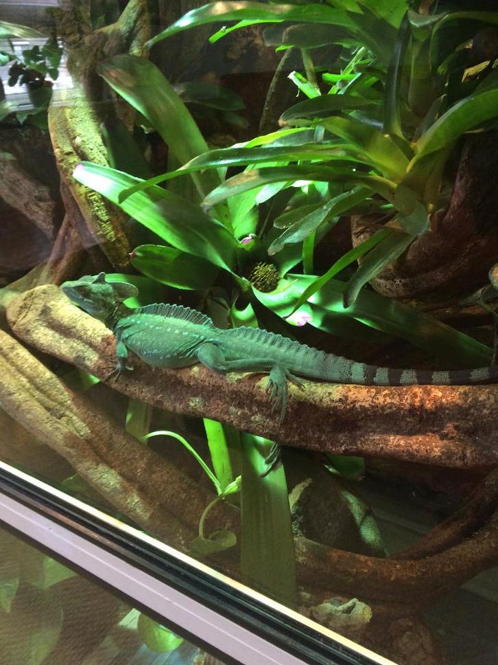 basiliscus plumifrons, Dieren en Toebehoren, Reptielen en Amfibieën, Hagedis, 3 tot 6 jaar