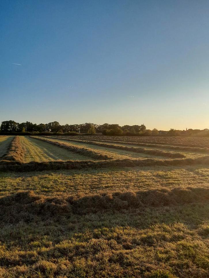 Weidehooi 2025, Dieren en Toebehoren, Dierenvoeding, Vee, Ophalen of Verzenden
