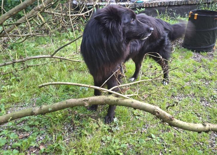 Groenendaeler reu, Dieren en Toebehoren, Honden | Herdershonden en Veedrijvers, Reu, Herder, Particulier, Eén hond, België, 6 jaar of ouder