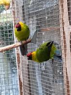 Koppel hoornparkieten 2017, Dieren en Toebehoren, Vogels | Parkieten en Papegaaien, Meerdere dieren, Parkiet