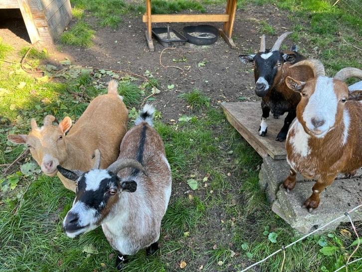 4 Dwerggeiten (vrouwtjes), Dieren en Toebehoren, Schapen, Geiten en Varkens, Geit, Vrouwelijk