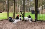 Gratis! 3 kippen en 1 haan, Dieren en Toebehoren, Vogels | Overige Vogels, Meerdere dieren