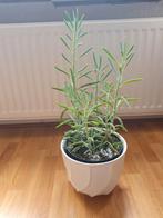 Senecio mount Everest plant, Huis en Inrichting, Kamerplanten, Ophalen of Verzenden, Overige soorten, Minder dan 100 cm