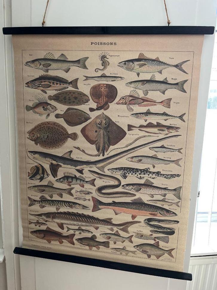 Vintage Franse schoolplaat vissen, Antiek en Kunst, Antiek | Schoolplaten, Natuur en Biologie, Ophalen of Verzenden