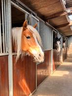 Pensionstalling met binnenbak, Dieren en Toebehoren, Stalling en Weidegang, Stalling, 1 paard of pony