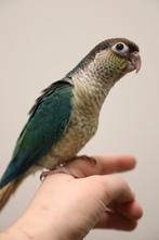 Jonge Baby Pyrrhura´s | Handtam | Nieuwsgierig | Div. Kleure, Dieren en Toebehoren, Vogels | Parkieten en Papegaaien, Meerdere dieren