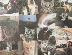 Scrapbooking realistiche kitten, kat papier, Verzenden, Nieuw, Overige merken