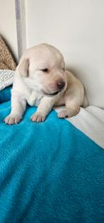 Labrador pups 3 teefjes, Labrador retriever, Meerdere, Meerdere dieren, Nederland