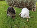 Dwerghangoor konijntjes, Dieren en Toebehoren, Konijnen, Meerdere dieren, Dwerg, Hangoor, 0 tot 2 jaar