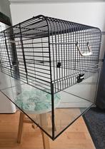 Kooi met glazen bak, Dieren en Toebehoren, Minder dan 75 cm, Ophalen, Minder dan 60 cm, Hok