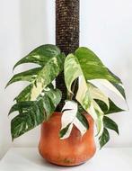 Epipremnum pinnatum albo variegata plantjes, Ophalen of Verzenden, Overige soorten, Minder dan 100 cm
