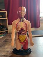 Menselijke anatomie torso, Ophalen of Verzenden, Zo goed als nieuw, Meerdere media