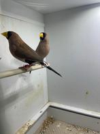 Maskeramedine koppel, Dieren en Toebehoren, Vogels | Overige Vogels, Meerdere dieren