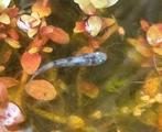 Japans rijstvisje zilver, Dieren en Toebehoren, Karper of Koi