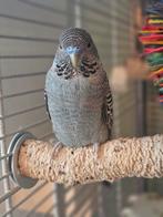 Blackface split blackwing man, Mannelijk, Parkiet, Geringd