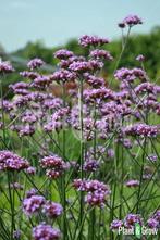 Mooie vaste plantenstekken, Tuin en Terras, Planten | Tuinplanten, Ophalen, Zomer, Overige soorten, Volle zon