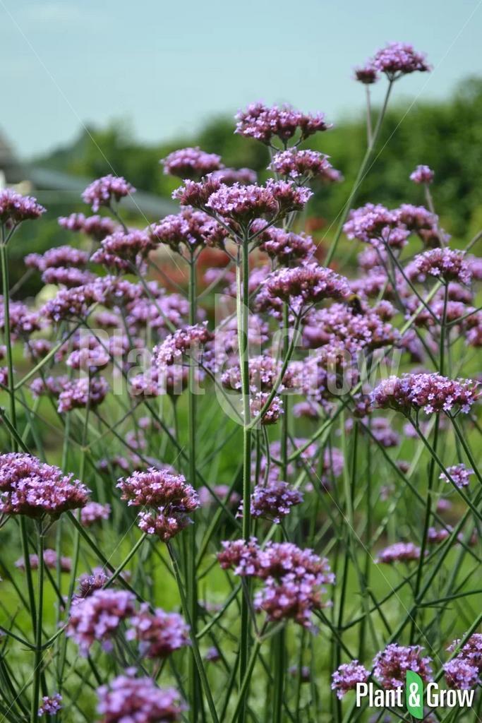 Mooie vaste plantenstekken, Tuin en Terras, Planten | Tuinplanten, Overige soorten, Volle zon, Zomer, Ophalen
