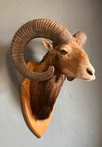 Grote taxidermie buste van een mouflon ram, Ophalen, Gebruikt, Opgezet dier