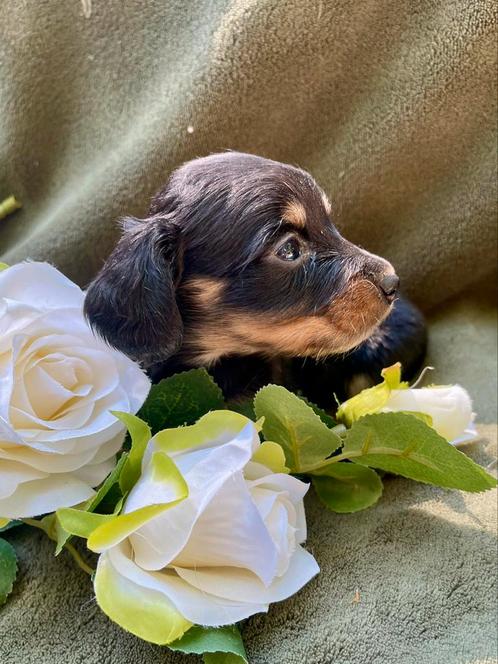 Mooi klein langharig teckel pupje, Dieren en Toebehoren, Honden | Teckels en Dashonden, Teef, Langhaar, Kaninchen, Particulier