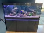 Mooi zee aquarium Eheim incpiria 530 compleet, Dieren en Toebehoren, Ophalen, Zo goed als nieuw, Gevuld zeewateraquarium