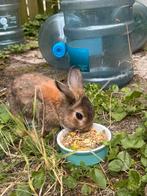 Konijn Dipsy zoekt een nieuw huisje!, Dieren en Toebehoren, Mannelijk, Dwerg