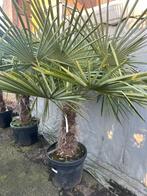 Trachycarpus fortunei palmen. 3 stuks, Tuin en Terras, Planten | Bomen, 100 tot 250 cm, Zomer, Palmboom, Ophalen