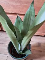 Sansevieria moonshine, Ophalen, Overige soorten, Minder dan 100 cm
