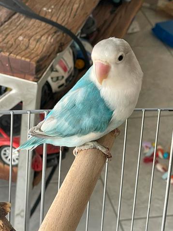 Agapornis Dwergpapegaai Fischerie Roseicolle Personata beschikbaar voor biedingen