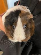 Cavia oppas aangeboden, Ophalen