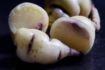 MASHUA 'White' (Tropaeolum tuberosum) beschikbaar voor biedingen